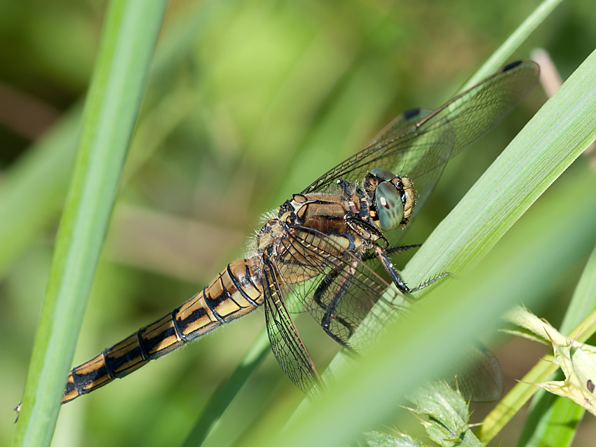 Libelle 2012 07 24 03