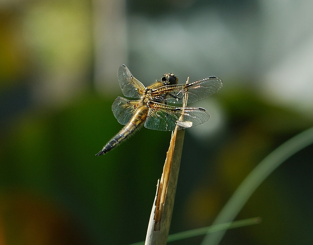 Libelle 3.jpg