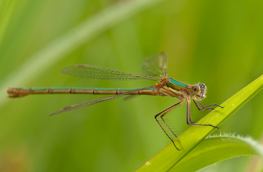 Libelle 3669
