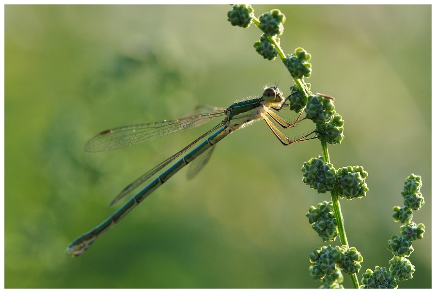 Libelle am Abend