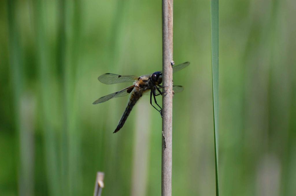 Libelle am Schilf