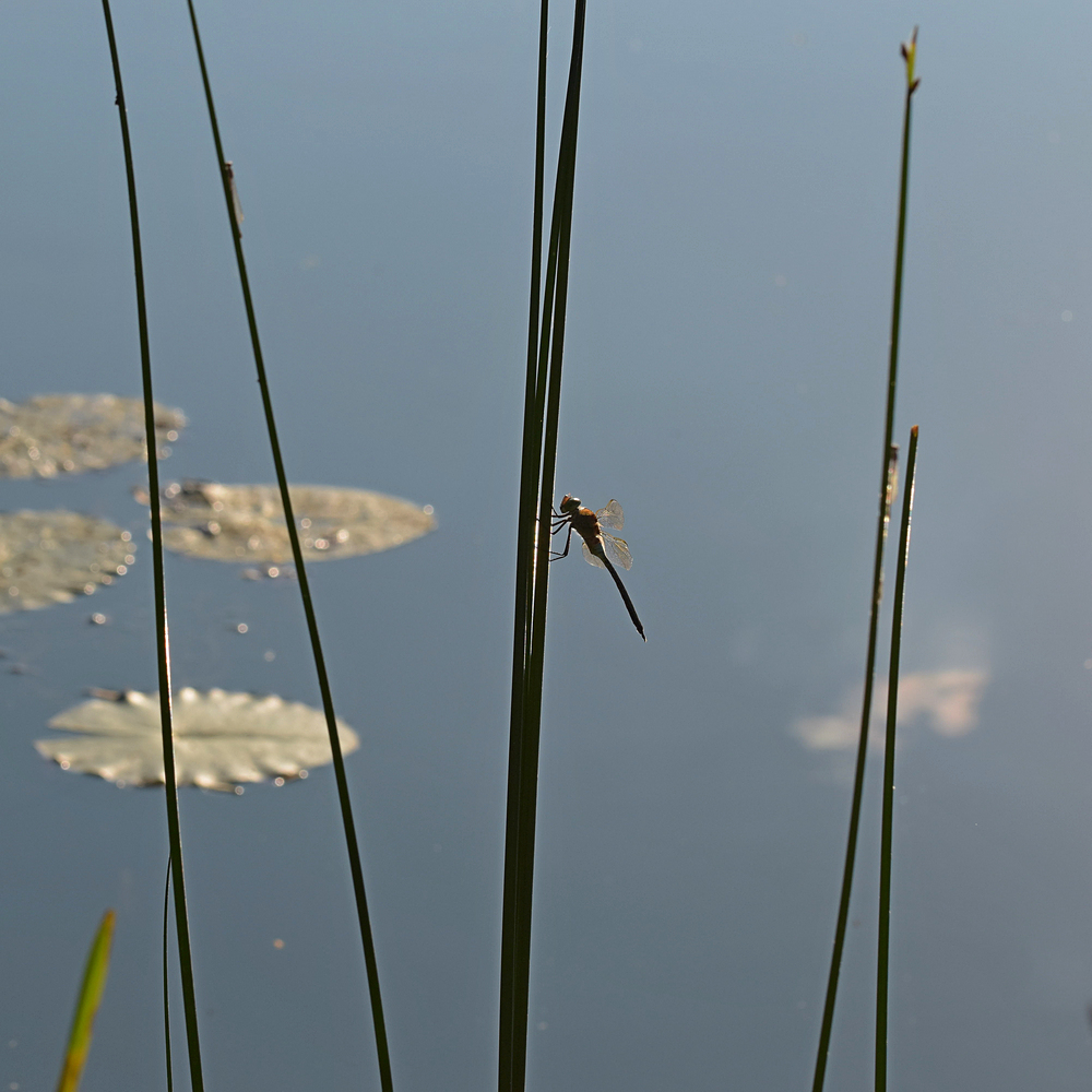 Libelle am Schilf