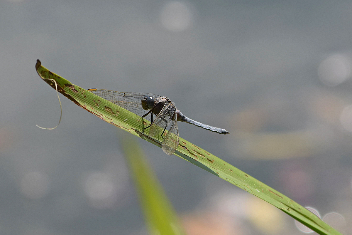Libelle am Schilf2