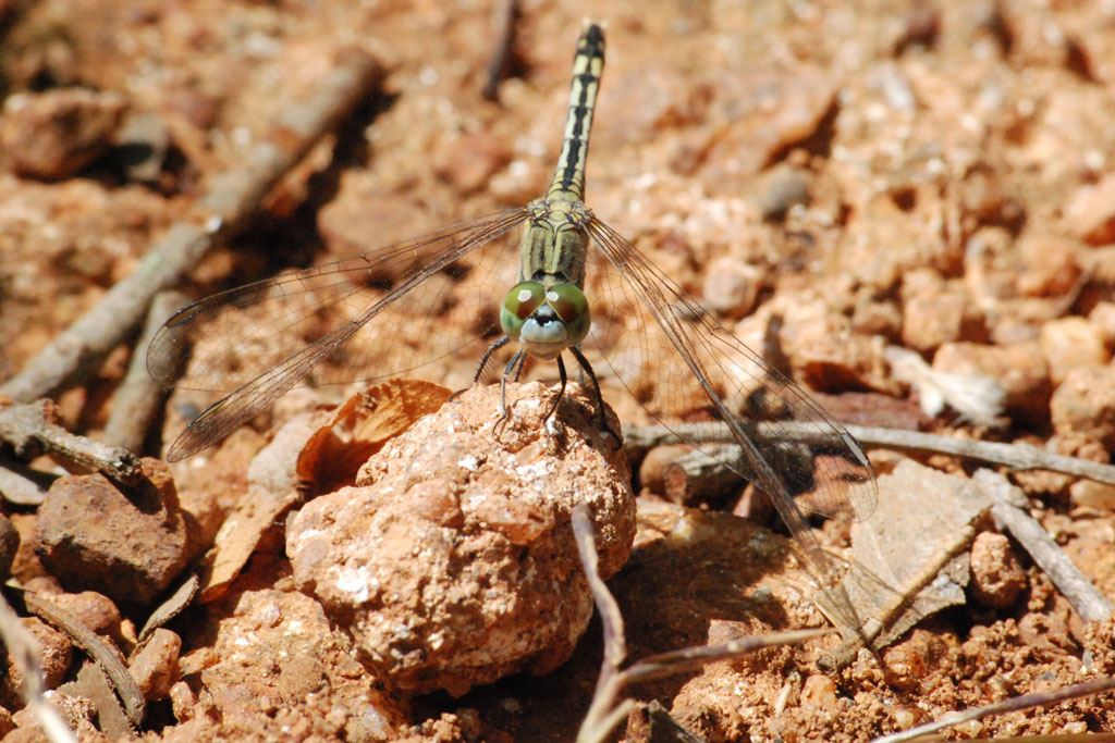 Libelle am Sigirya Rock