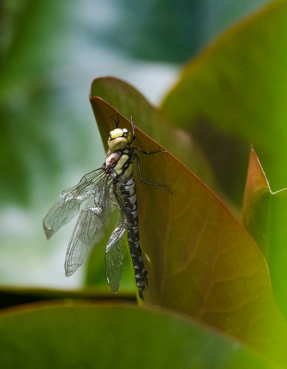Libelle Ansicht1.jpg