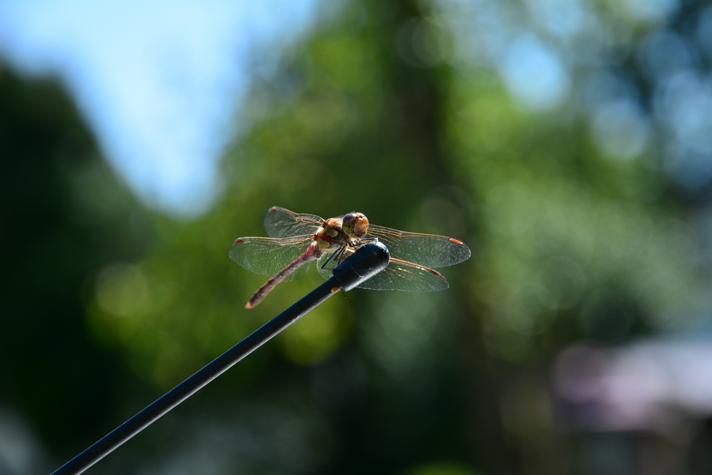 Libelle auf der Autoantenne aus der Hand