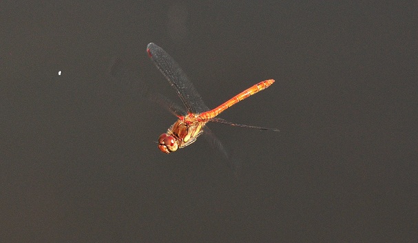 Libelle bearbeitet