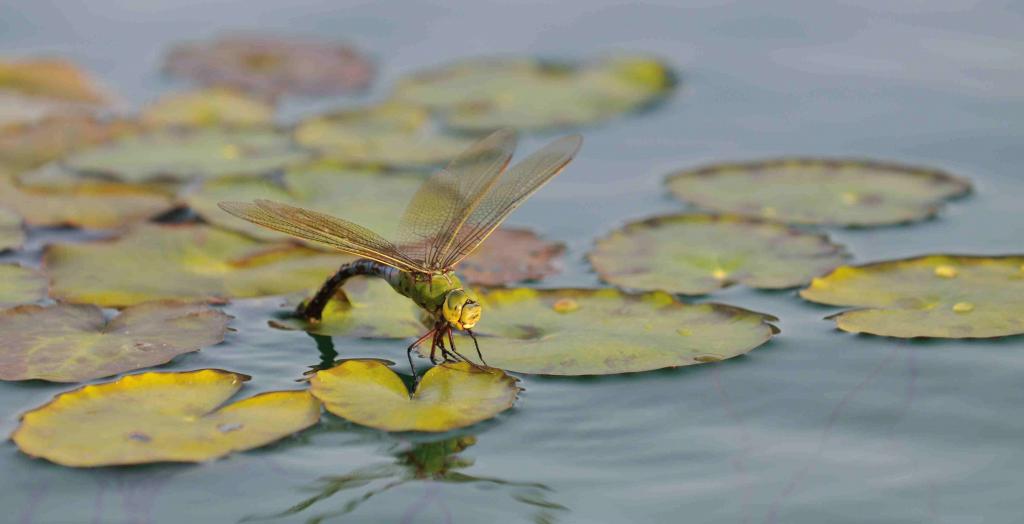 Libelle bei der Eiablage