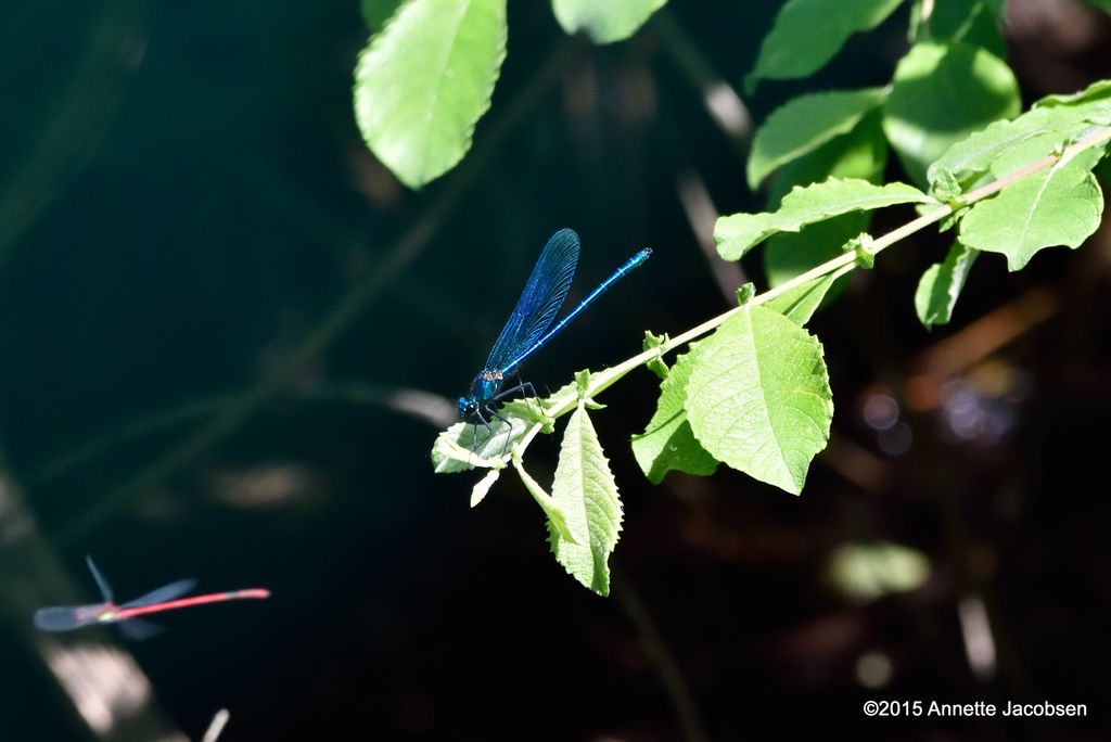 Libelle blau