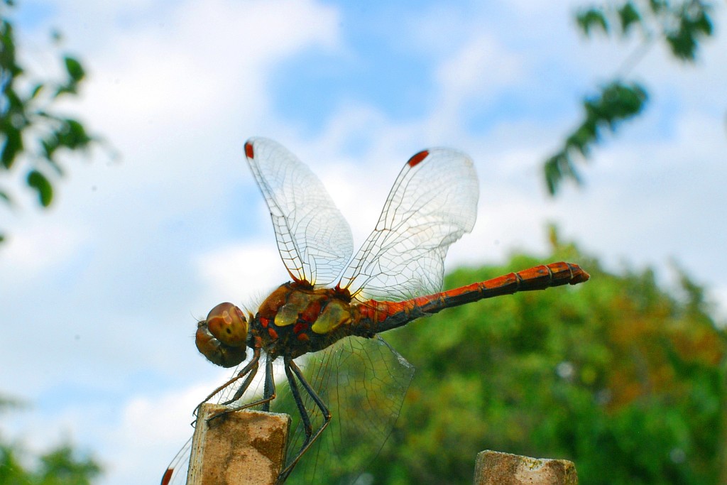 Libelle.gut.1
