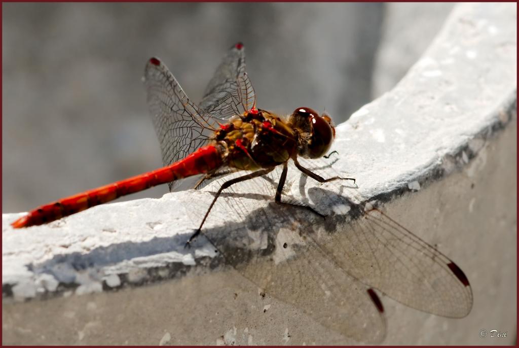 Libelle II
