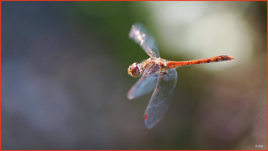 Libelle im Flug