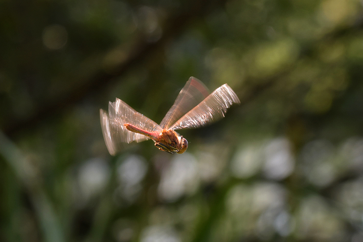 Libelle im Flug
