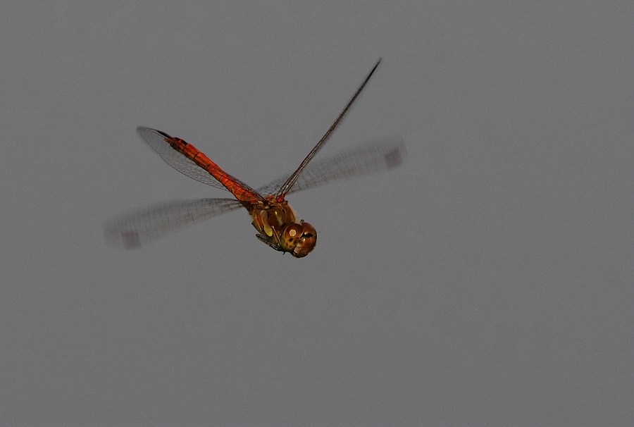 Libelle im Flug