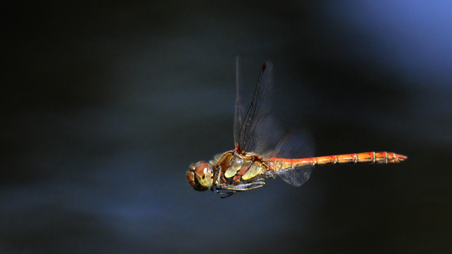 Libelle im Flug