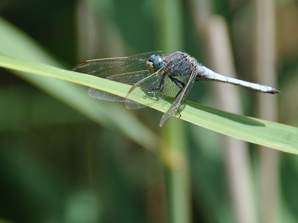 Libelle in Plitvice