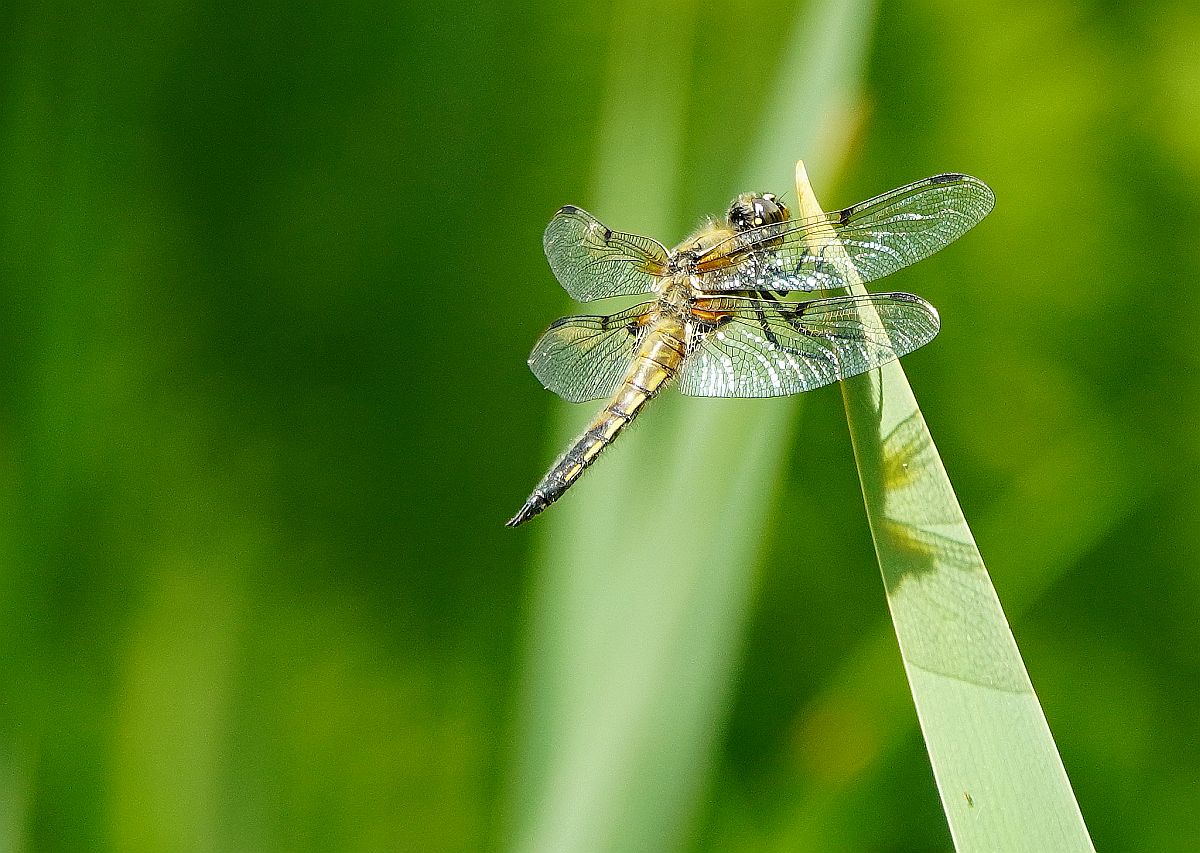 Libelle.jpg