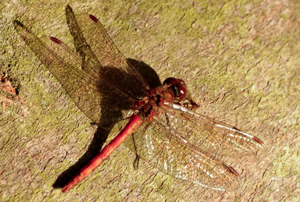 Libelle - lange gewartet und dann belohnt worden....