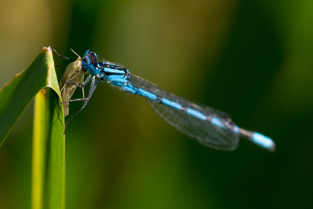 Libelle mit Beute (1 von 1)