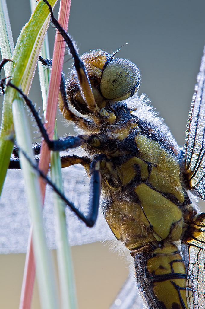 Libelle mit Tau