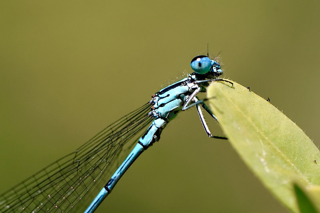 Libelle Nahaufnahme