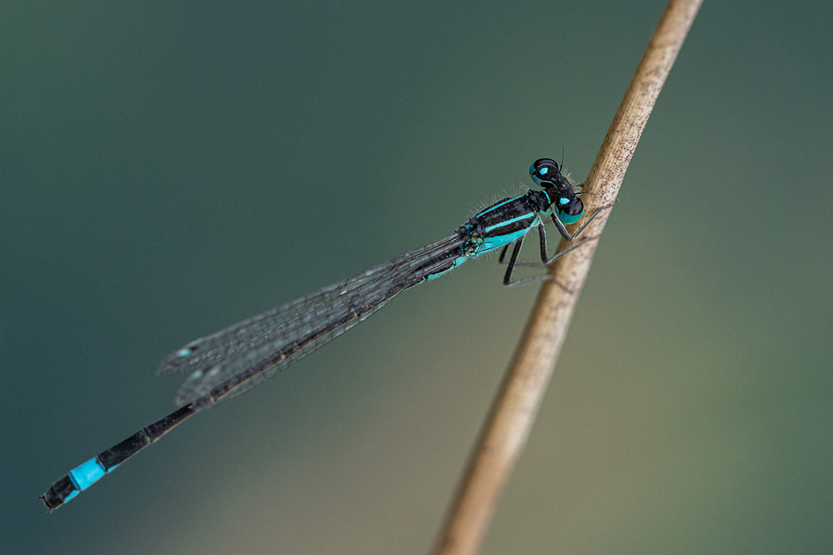 Libelle P7110057.jpg
