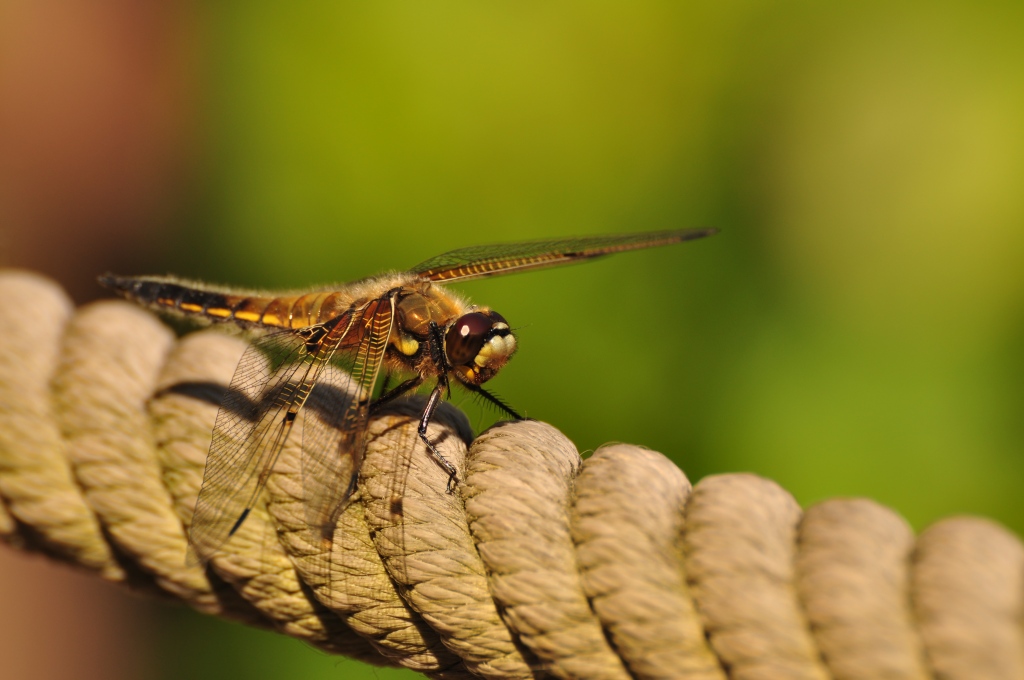 Libelle sonnt sich