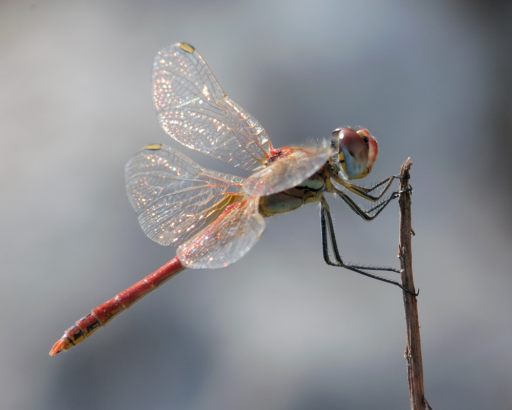Libelle Spanien