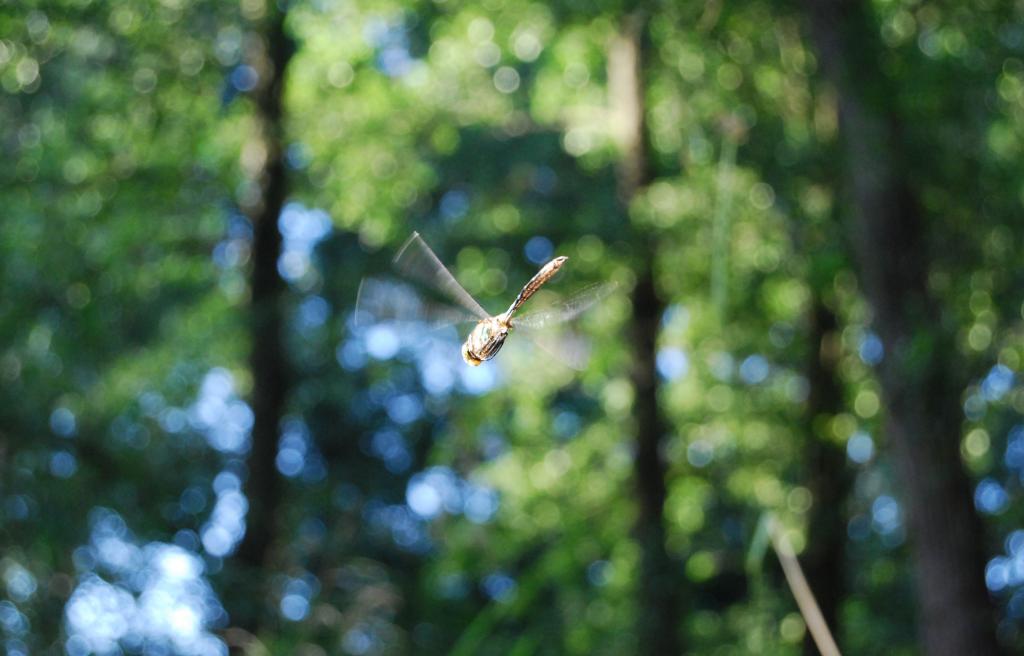 Libelle Spreewald 2008