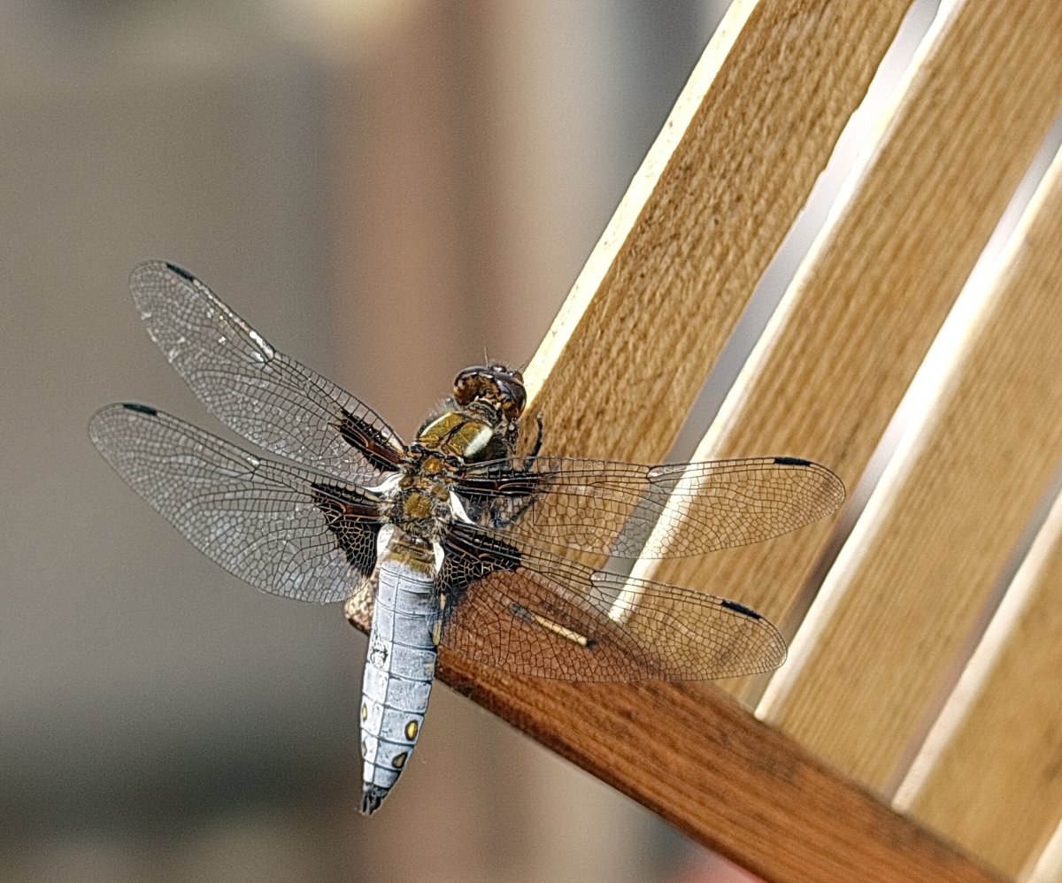 Libelle - Teich.JPG