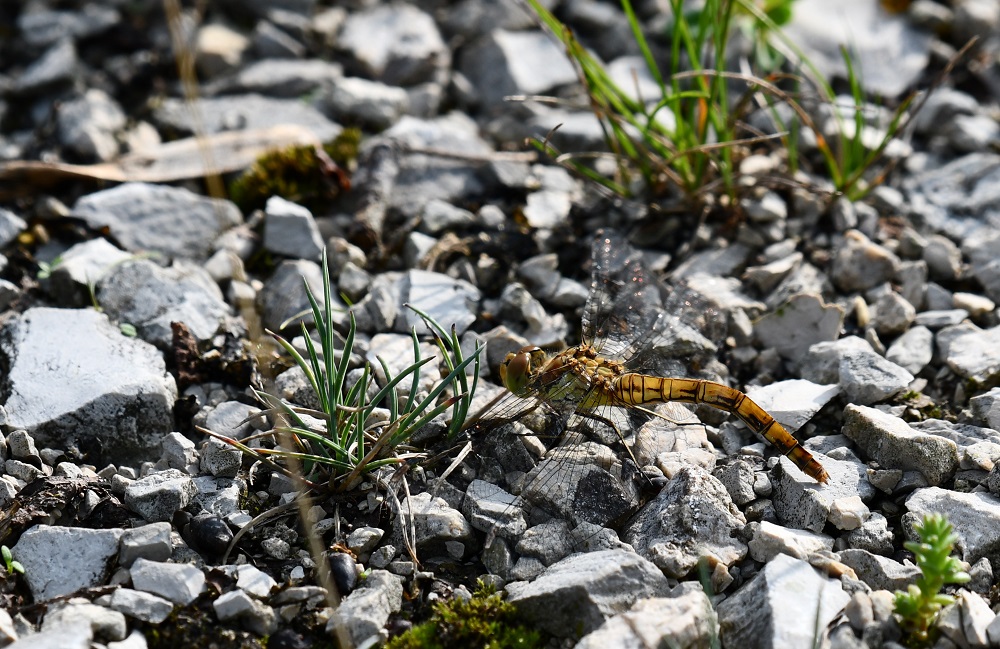 Libelle verkl.