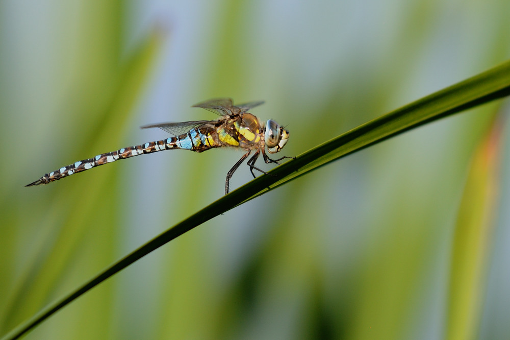 Libelle vor dem Start zur Paarung