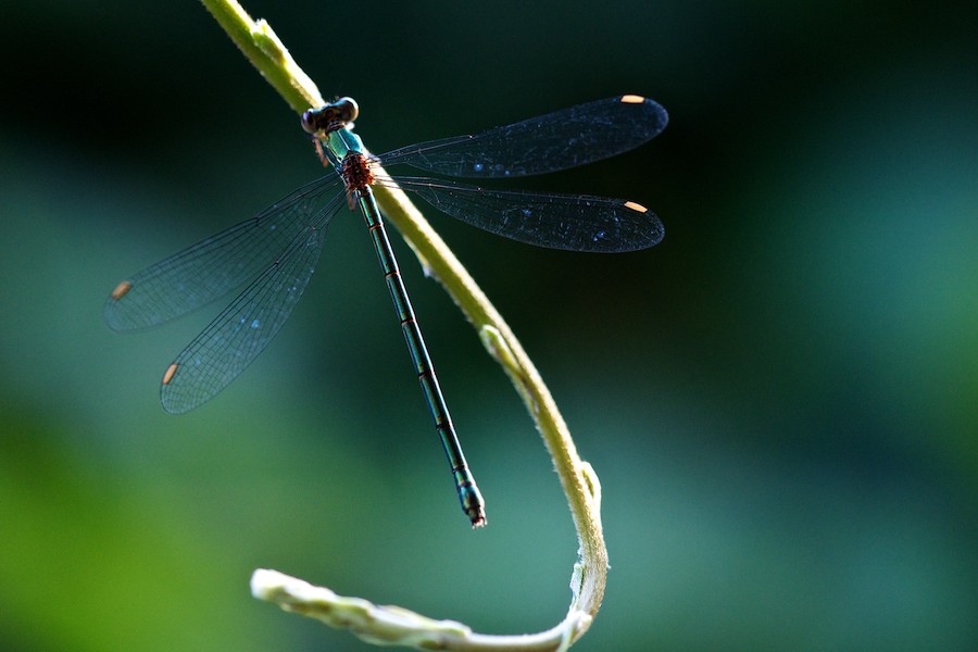 Libelle www 2