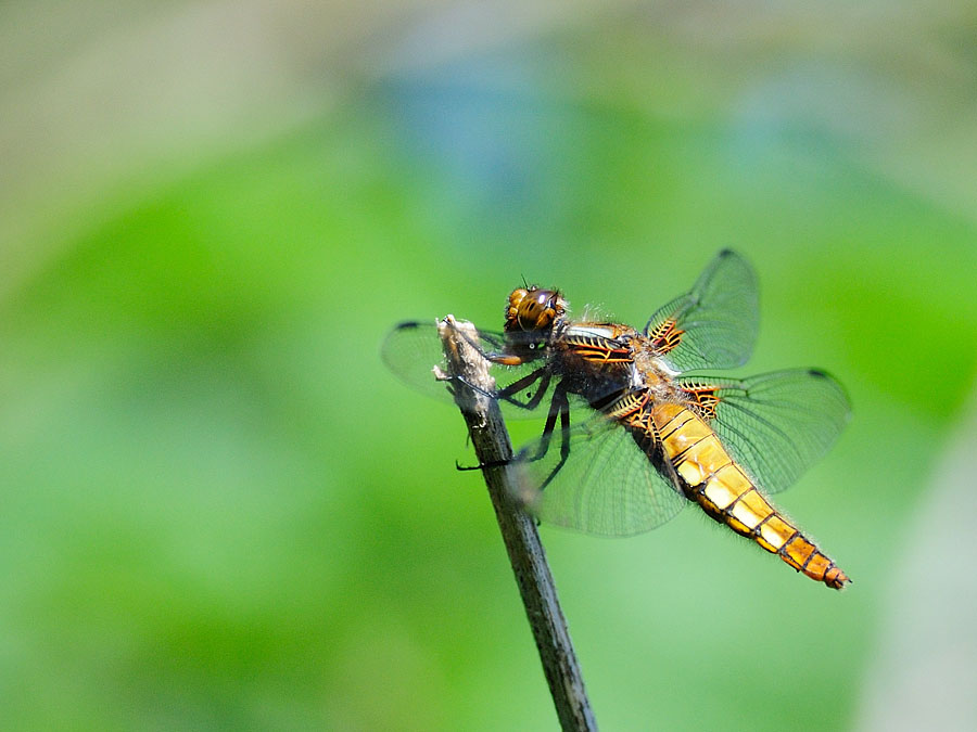 Libelle Z01 0301