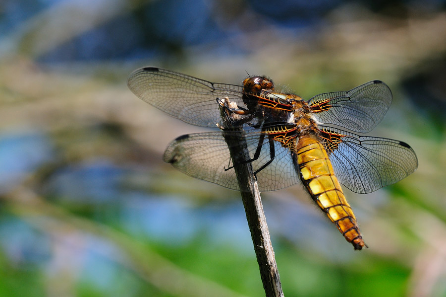 Libelle Z01 0306