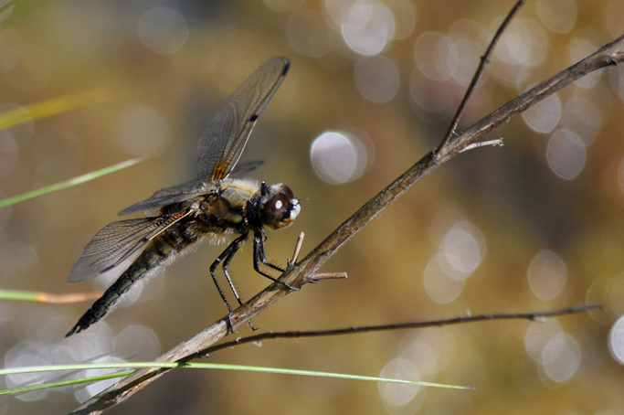 Libelle