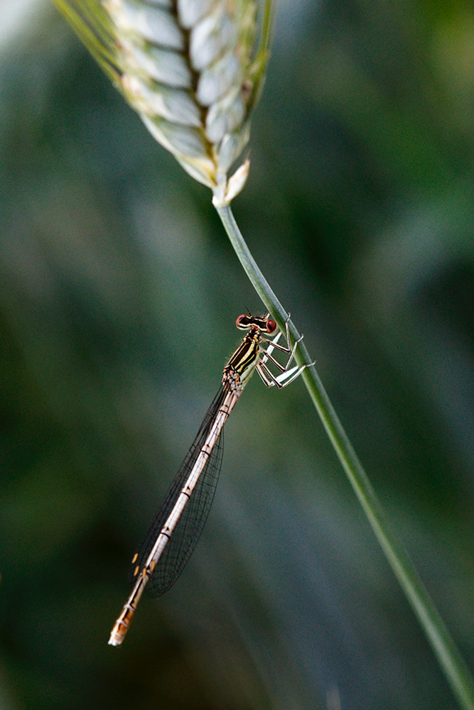 Libelle