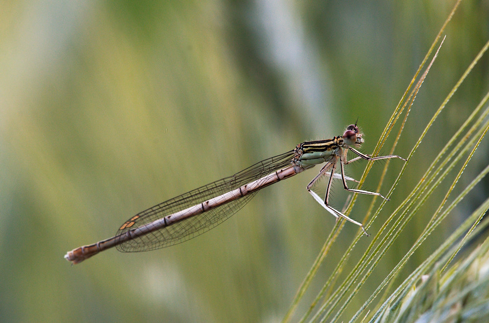Libelle