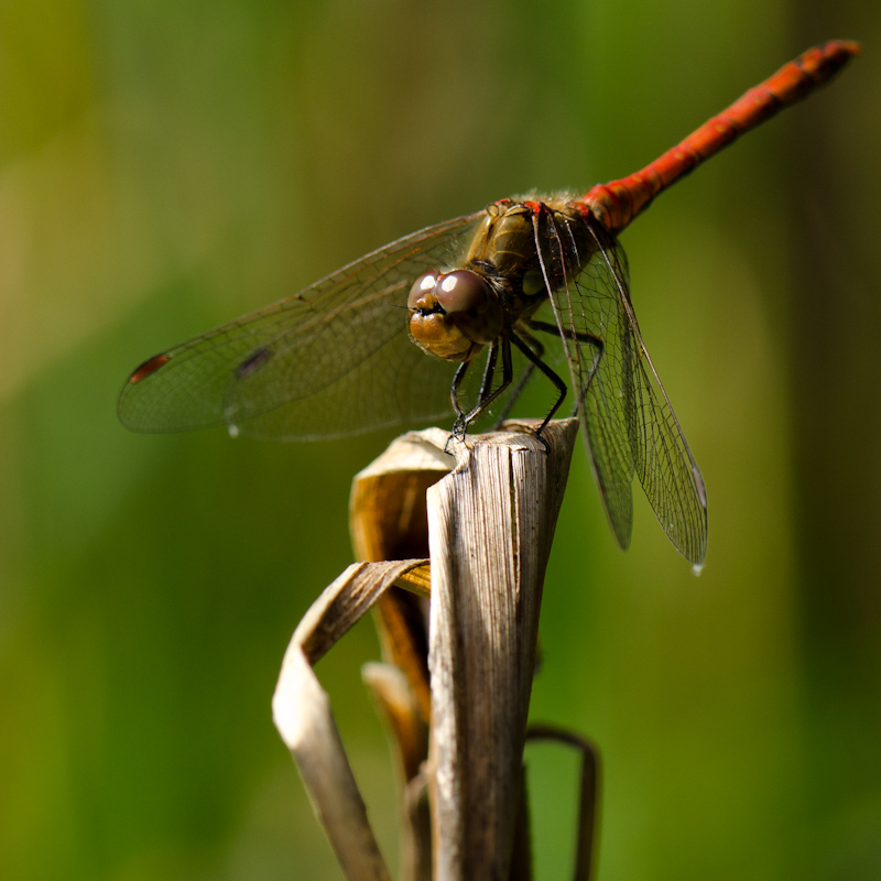Libelle