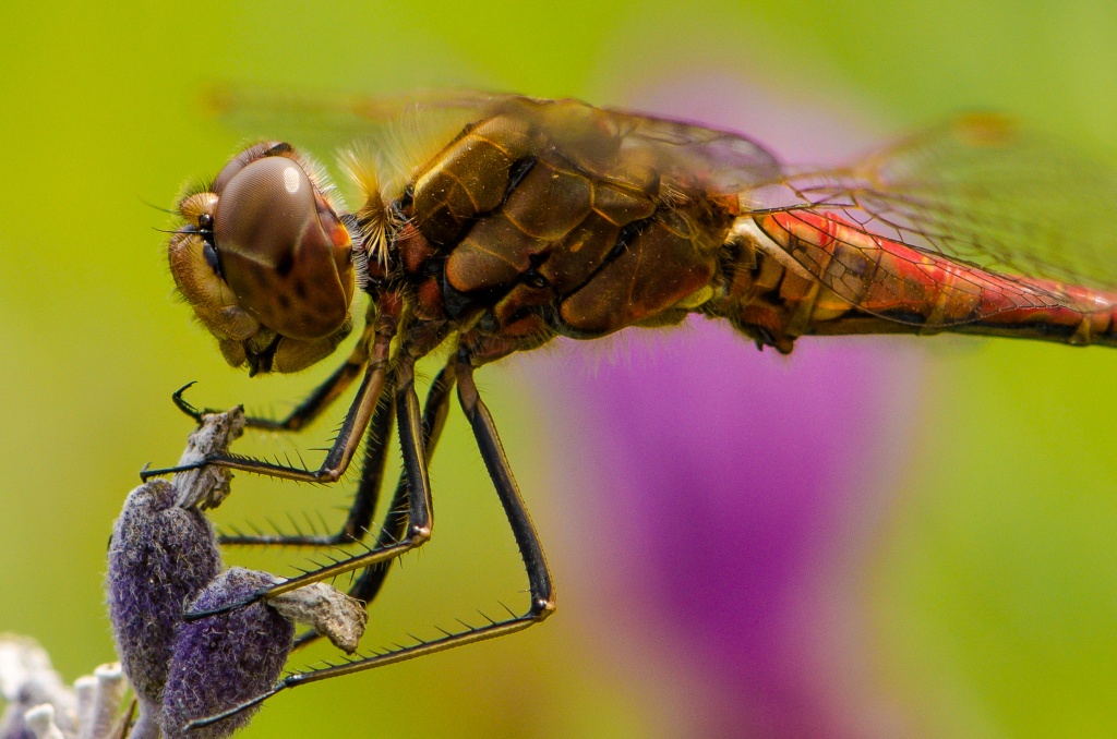 Libelle