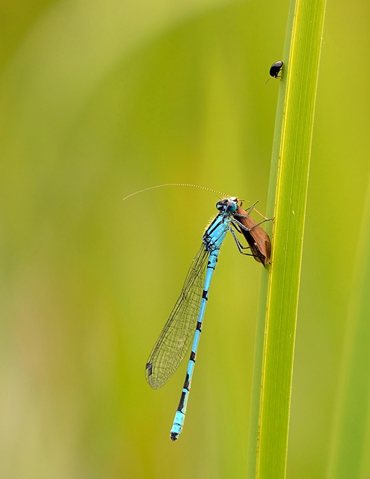 Libelle
