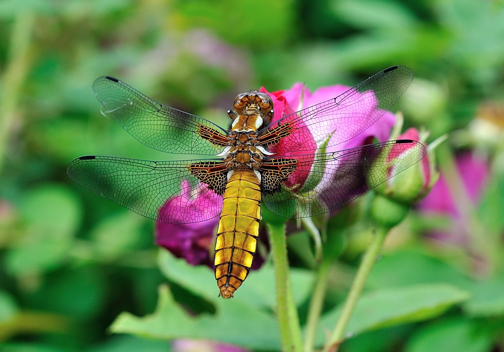 Libelle