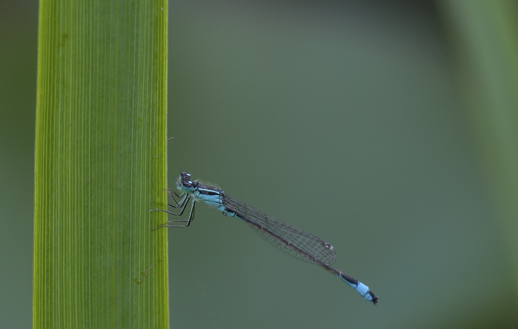 Libelle