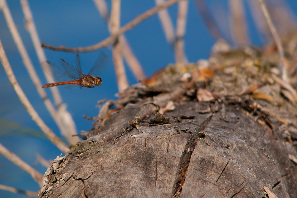 libelle