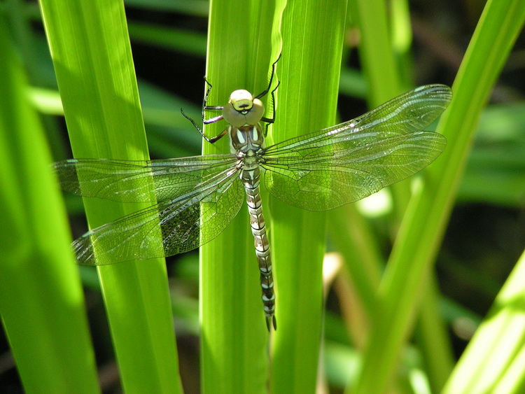 Libelle