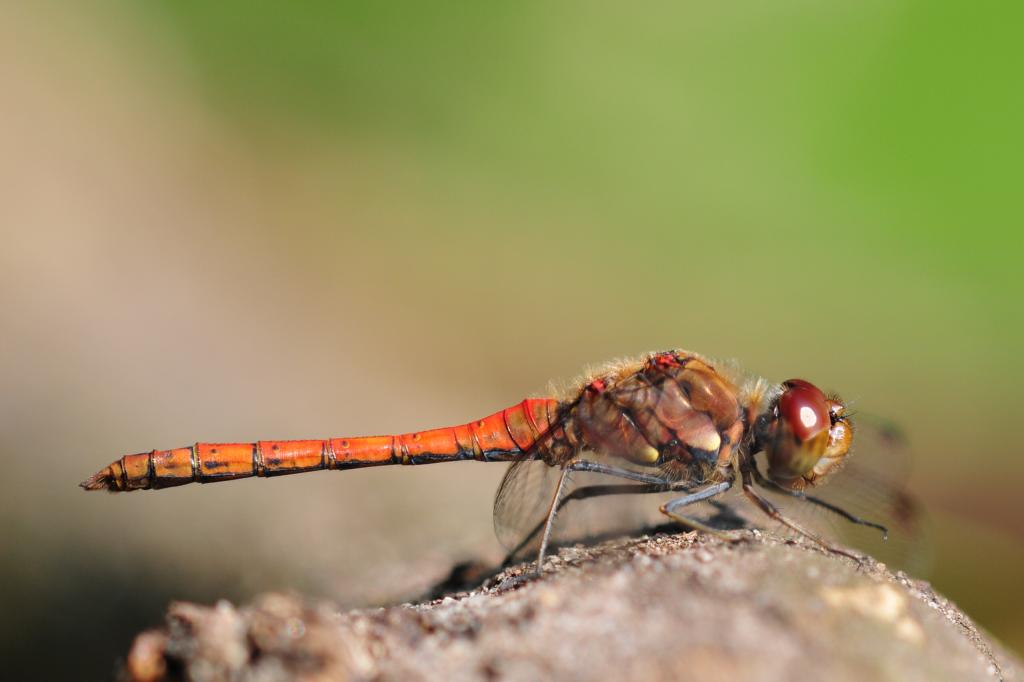 Libelle