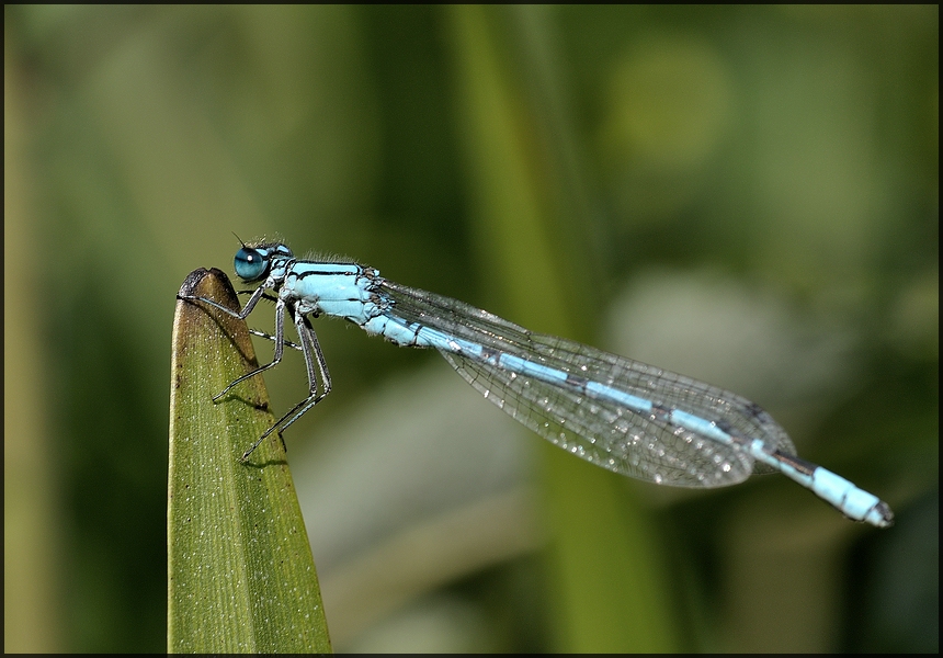Libelle