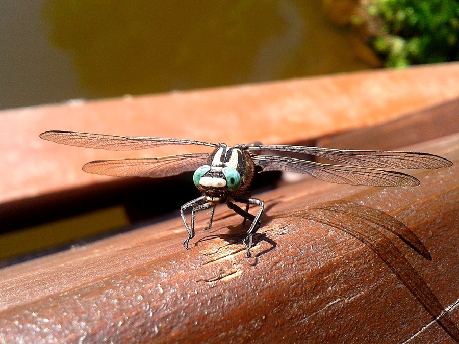 Libelle