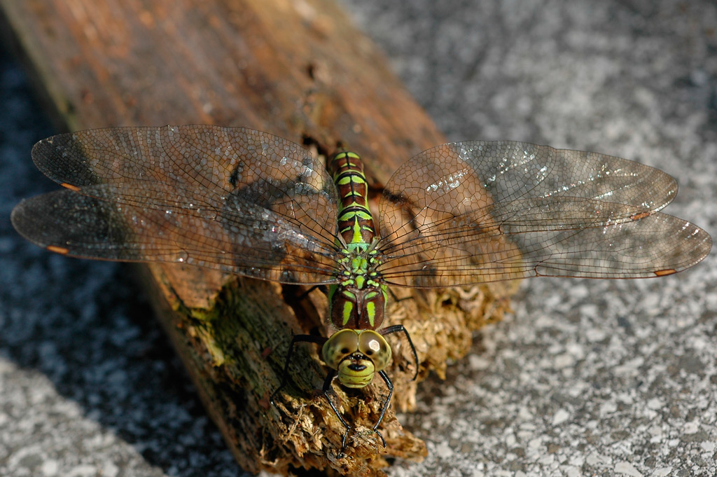 Libelle