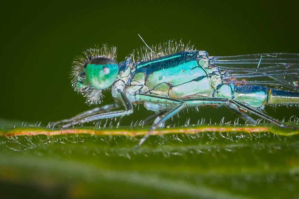 Libelle